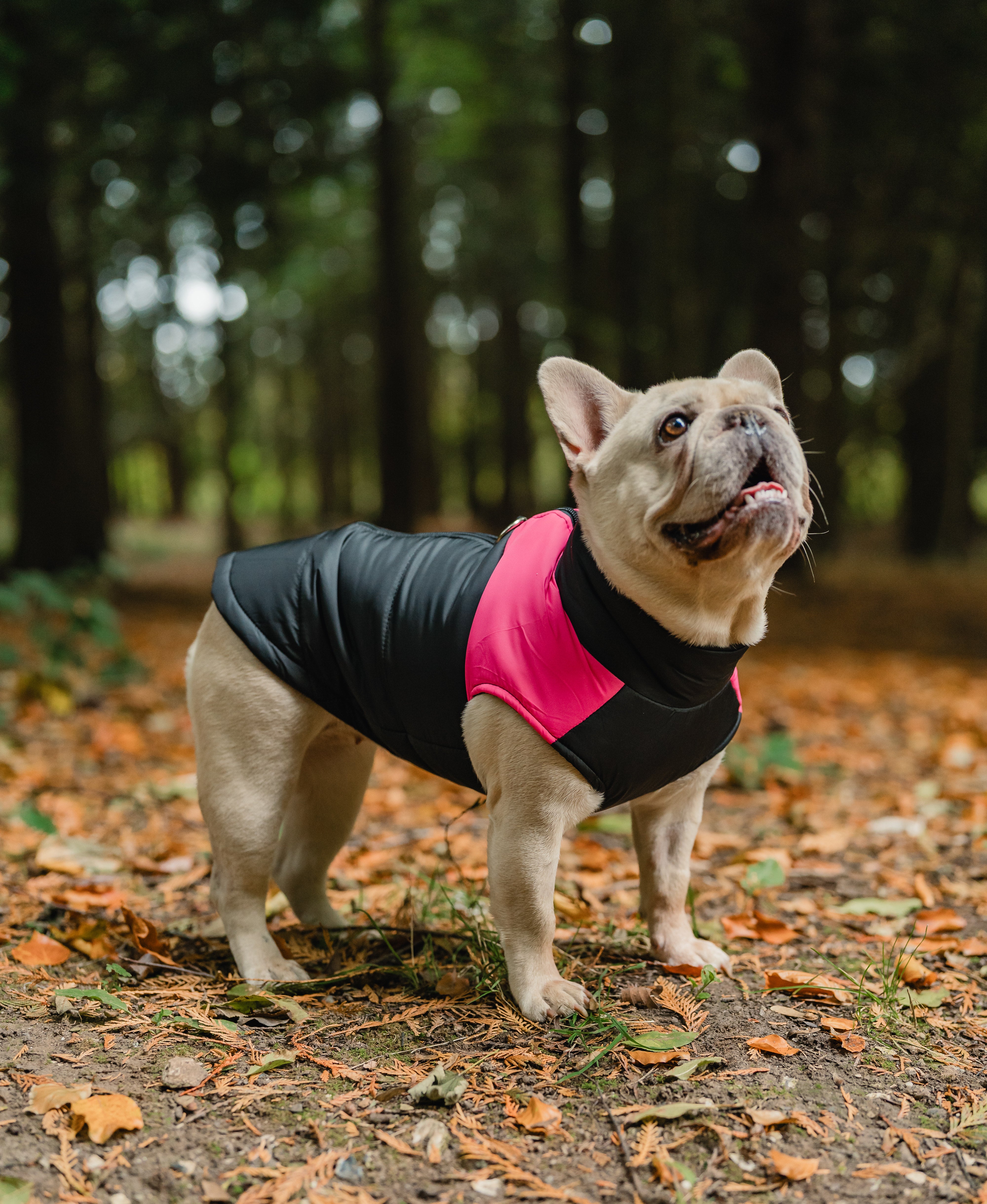 Barkies After Dark Adventures With Red LED