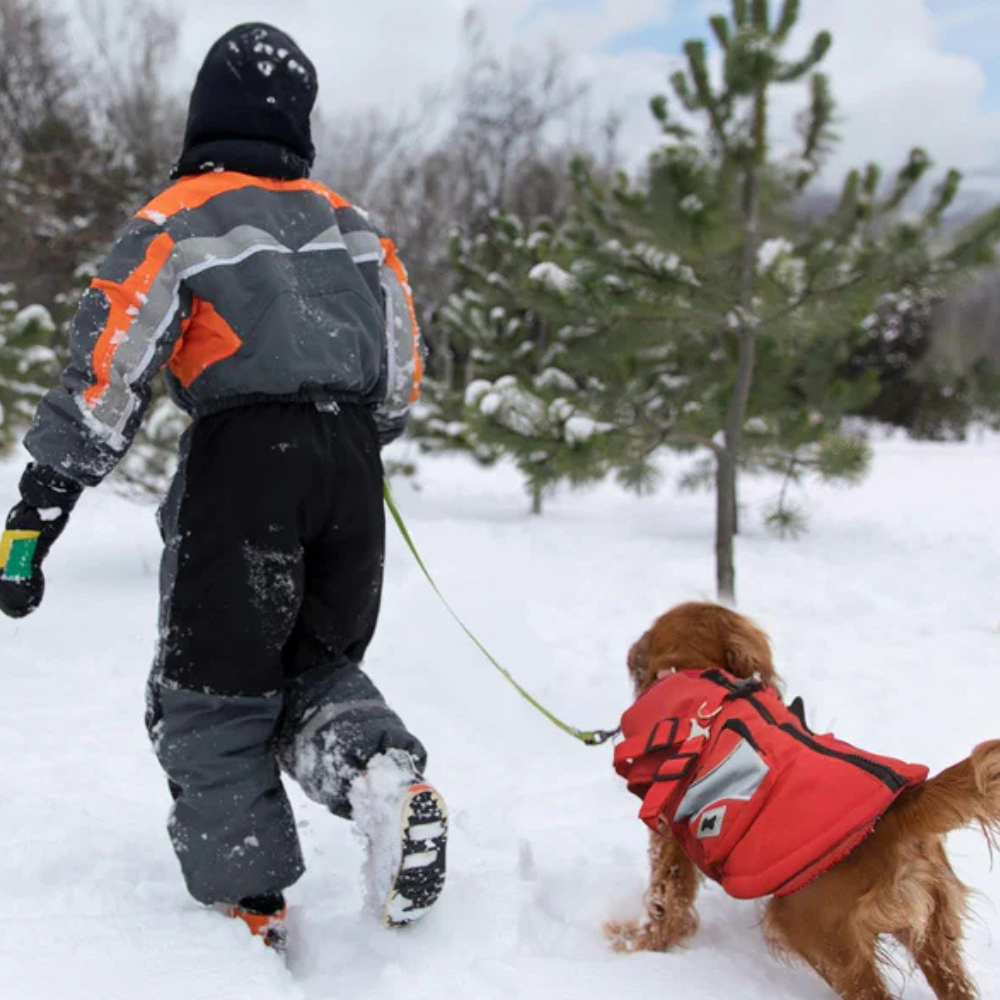 Safe and Durable Products for Every Dog