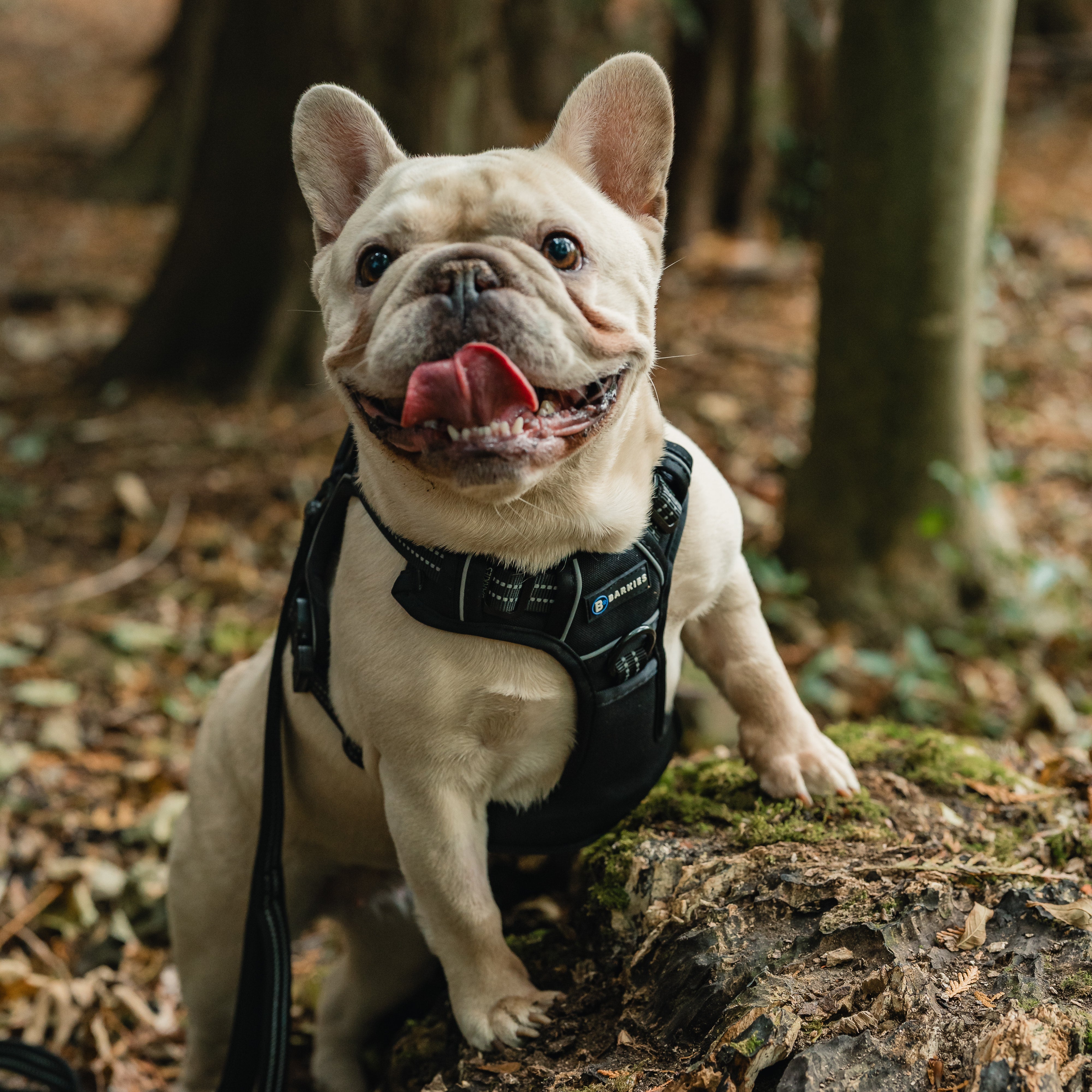 Barkies Dog Harness